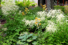 Fedrige Blütenwolken von Aruncus und gelbe Lilium ‘Backhouse‘ verleihen den  "Schattenjuwelen" Ende Juni einen Blütenhöhepunkt.