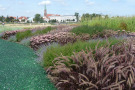 Pennisetum setaceum 'Rubrum'