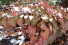 Das Laub von Epimedium x versicolor 'Sulphureum' verfärbt sich im Winter intensiv rot. 