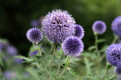 Echinops ritro präsentiert sich leicht und duftig. 