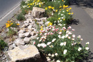 Eschscholzia californica. lässt sich leicht aussäen und erhält sich über Jahre.