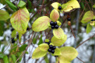 Lonicera japonica im Herbst mit ihren schwarzen, schwach giftigen Früchten.