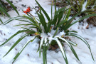 Iris foetidissima bildet als eine der wenigen immergrünen Stauden im Winter farb­intensive Früchte aus.