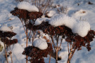 Durch seine Standfestigkeit ist Sedum x telephium 'Matrona' ein zuverlässiger Winterschmuck.