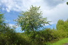 Blühender Heimischer Wildapfel (Malus sylvestris). Foto: Herr Aas, Bayreuth