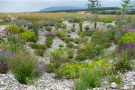 Das Überlaufbecken des Muldenversickerungssystems in der Gemeinde Willanzheim bietet viel Platz für Gräser. Im Bild Stipa calamagrostis 'Algäu' und Calamagrostis x acutiflora 'Karl Förster' mit zahlreichen sommerblühenden Stauden.