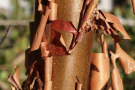 Acer griseum: Die zimtfarbene Rinde von Acer griseum kommt im Sonnenlicht besonders zur Geltung.