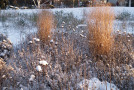 Panicum virgatum