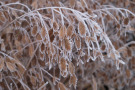 Die Rispen des Plattährengrases Chasmanthium latifolium sind auch im Winter attraktiv. 