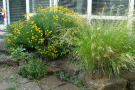 Stipa calamagrostis 'Algäu' mit Santolina rosmarinifolia.