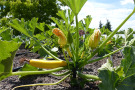 Ob Tomate oder Zucchini – die Vorfreude auf eine gute Qualität und reiche Ernte wächst.