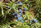 Die Beeren und Nadeln des Wacholders enthalten leicht giftige ätherische Öle. 