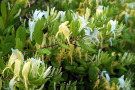 Lonicera japonica mit seinen stark duftenden gelben Blüten.