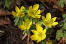 Eranthis hyemalis, der Winterling.