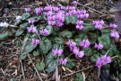 Cyclamen coum öffnet als eine der ersten Pflanzen manchmal bereits im Januar ihre Blüten.