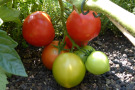 Ob Tomate oder Zucchini – die Vorfreude auf eine gute Qualität und reiche Ernte wächst.