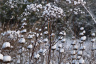 Die verschiedenartigen Strukturen von Phlomis und Peucedanum kommen nach Schneefall besonders zur Geltung.