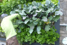 Im Gabionensystem konnten sich die Pflanzen sehr gut entwickeln. Kohlrabi und Salate werden direkt von der Wand geerntet.