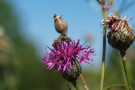 Violettblühender Blütenkopf von <i>Centaurea scabiosa</i>, Skabiosen-Flockenblume.