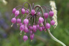 Essbare Pflanzen Allium cernuum