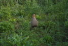 Rebhuhn im Wildpflanzenschlag; Foto: H. Böhme