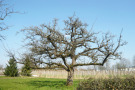 Derselbe Baum nach einem Erneuerungsschnitt mittlerer Intensität (ca. 30-35% entnommene Holzmasse).