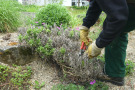 Rückschnitt der erfrorenen Pflanzenteile ist bei Halbsträuchern, wie Salvia officinalis, erforderlich.