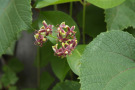 Die eher unscheinbaren, kleinen duftenden Blüten von Periploca graeca erscheinen zwischen Juni und August. Sie sind an der Außenseite gelblichgrün, an der Innenseite hingegen blass violettbraun.
