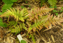 Beim Rotschleierfarn ([i]Dryopteris erythrosora[/i]) sind die frisch austreibenden Wedel rot überhaucht.