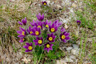 Die Küchenschelle Pulsatilla vulgaris, ein hervorragender Frühlingsblüher im Schotterbeet.