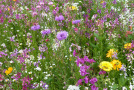 Die einjährige Mischung Veitshöchheimer Sommertöne blüht bis in den Herbst in bunten Farben.