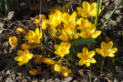 Veitshöchheimer Staudenmischungen Schattengold Crocus