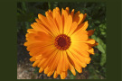 Essbare Pflanzen Calendula officinalis 