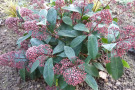 Skimmia japonica 'Rubella' ziert an sauren Standorten mit grünem Laub und roten Blütenknospen. 