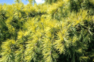 Die goldgelben Nadeln von Cedrus deodara 'Aurea'.