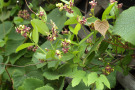 Blüten von Periploca graeca und Vitis amurensis, ein gutes Team an der Lärmschutzwand.