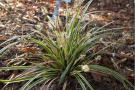 Carex morrowii 'Aureovariegata' harmoniert hervorragend mit Epimedium x versicolor 'Sulphureum'. 