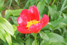 Staudenmischung Veitshöchheimer Rubinsaum <i>Paeonia</i> 