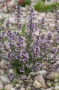 Würzt gut und macht auch einen guten Tee: Calamintha nepeta. 