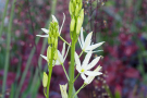 Staudenmischung Veitshöchheimer Lila-Laune-Saum <i>Camassia</i>