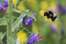 Hummel am Blütenstand des Natternkopfs <i>Echium vulgare</i>.