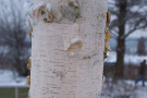 Weiße Rinde von Betula ermanii.