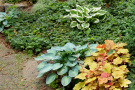 Veitshöchheimer Staudenmischungen Schattenspiel Hosta und Heuchera