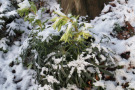 Die Palmwedel-Christrose Helleborus foetidus bevorzugt kalkige Standorte.