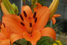 Orangefarbene, trichterförmige Blüte der Taglilie mit langen Blütenstempel in der Mitte. 
