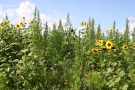 Ansicht der starkwüchsigen Veitshöchheimer Hanfmischung im ersten Standjahr, mit Faserhanf, mehrköpfiger Sonnenblume und Schmuckkörbchen.