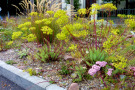  Ein verlässliches Trio mit langer Wirkung: Stipa calamagrostis ‘Algäu‘, Euphorbia seguieriana var. niciciana und Sedum telephium in Sorten.