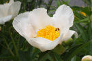 Staudenmischung Veitshöchheimer Brautsaum <i>Paeonia lactiflora</i>