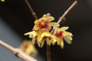 Die Winterblüte Chimonanthus praecox verströmt einen angenehmen Duft.