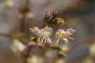 Die wintergrüne Heckenkirsche Lonicera x purpusii lockt mit ihrem zitronigen Duft frühe Blütenbesucher an.